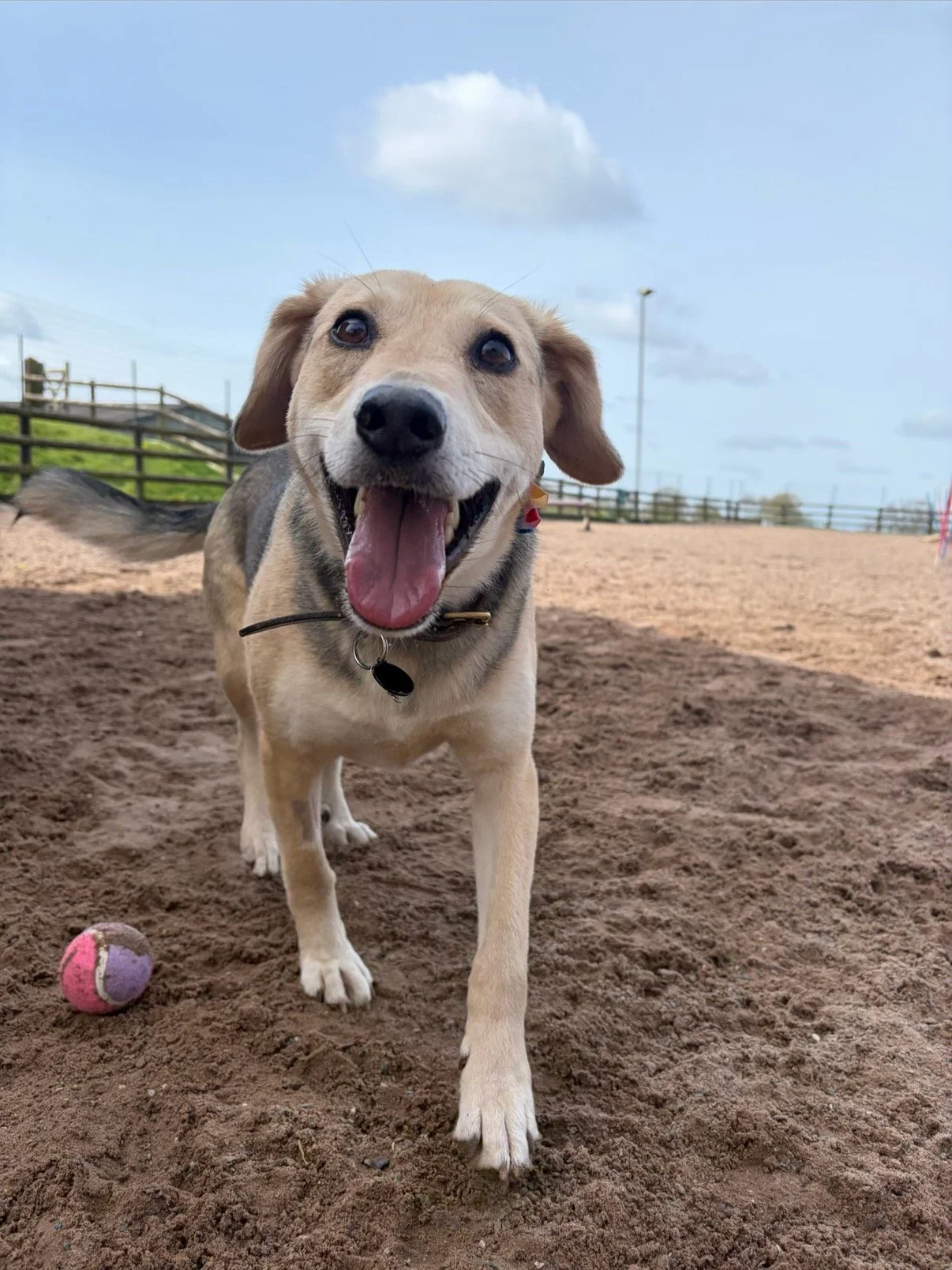 Dog sprinting across sandy, mud-free ground at The Dog Play Park, Staffordshire's best rated dog field