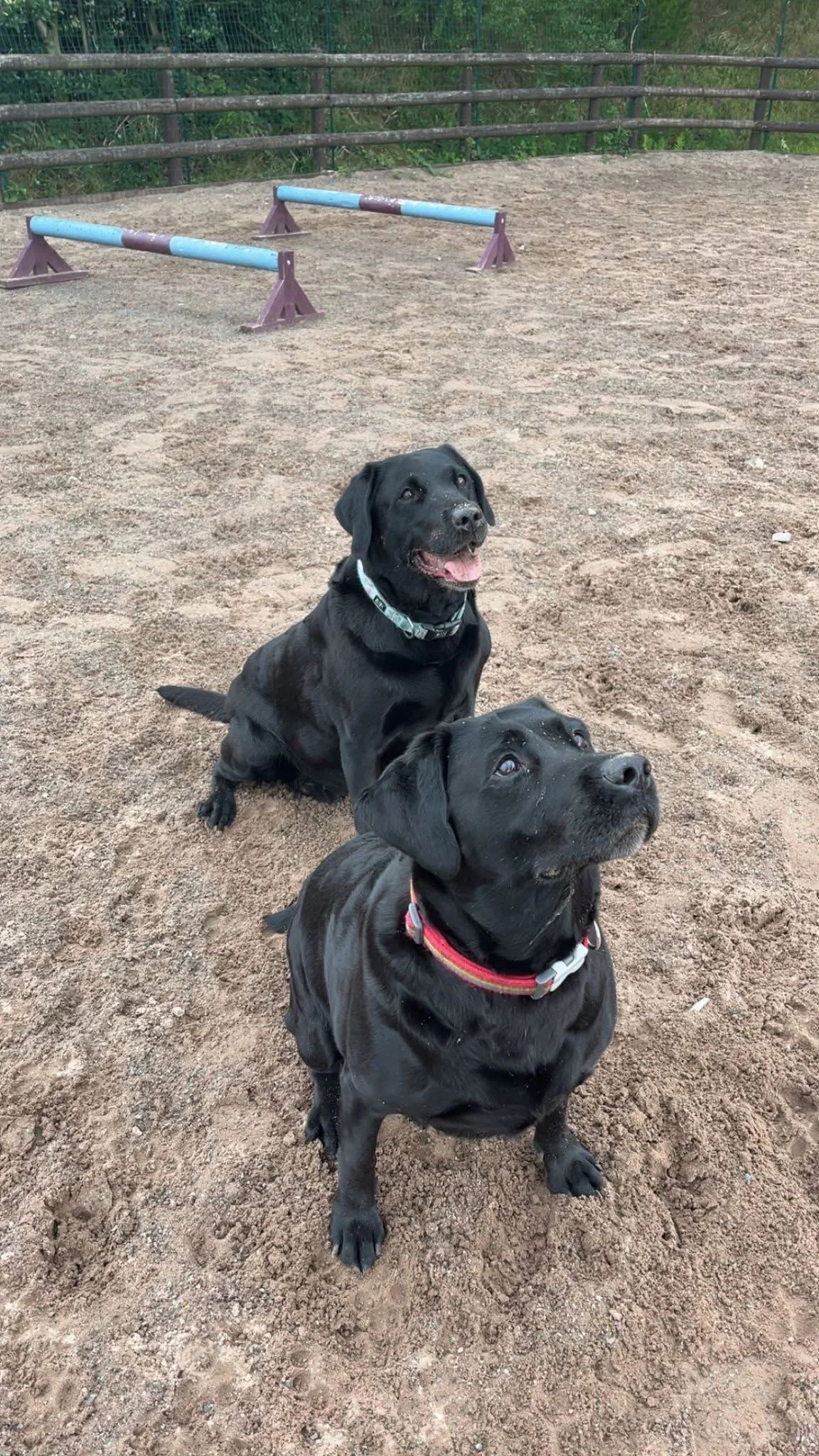 Best dog field in Staffordshire with agility equipment, shaded rest areas, and private bookings.