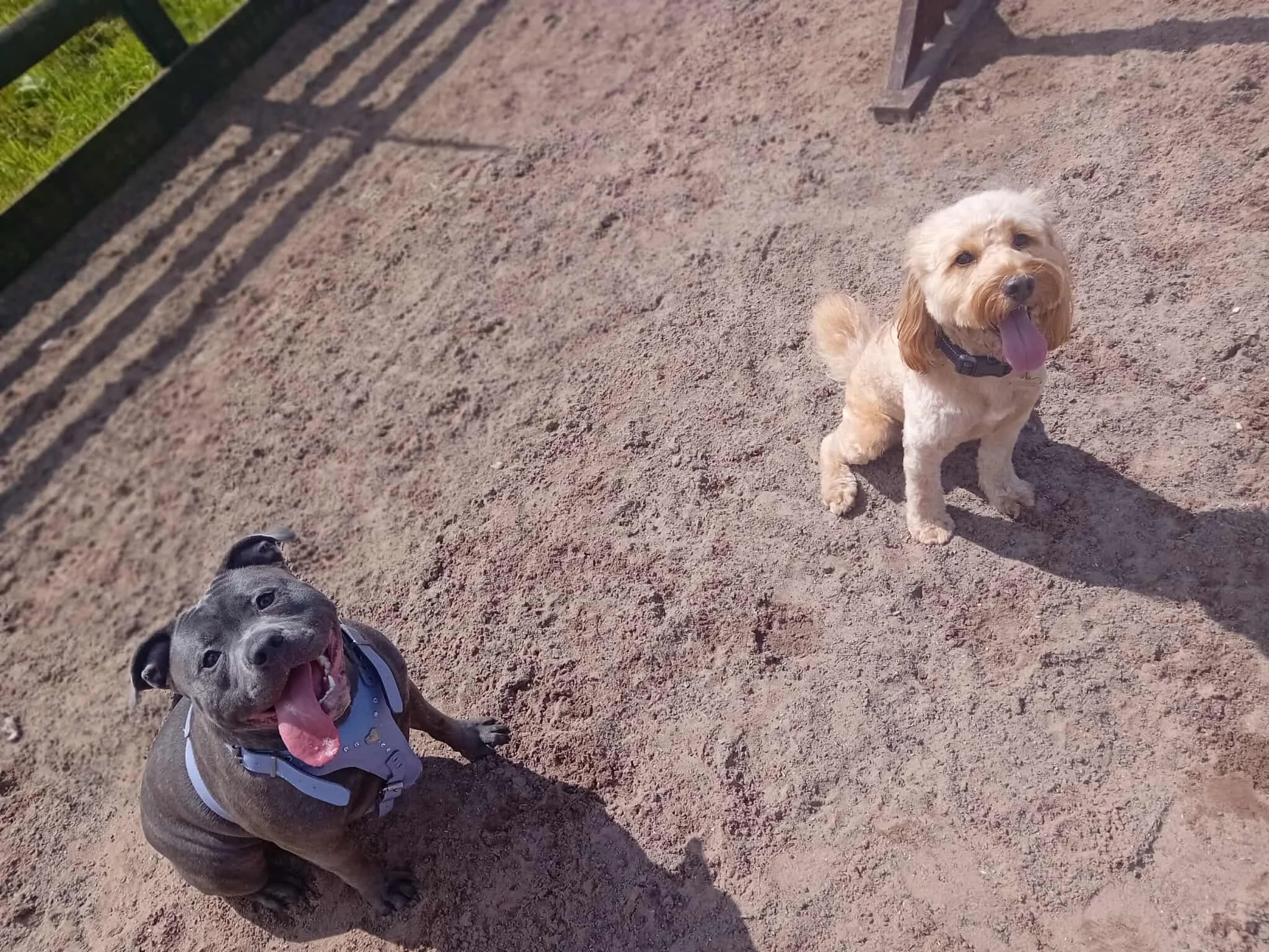 The Dog Play Park, voted best dog field in Staffordshire, with large secure space for private play sessions.