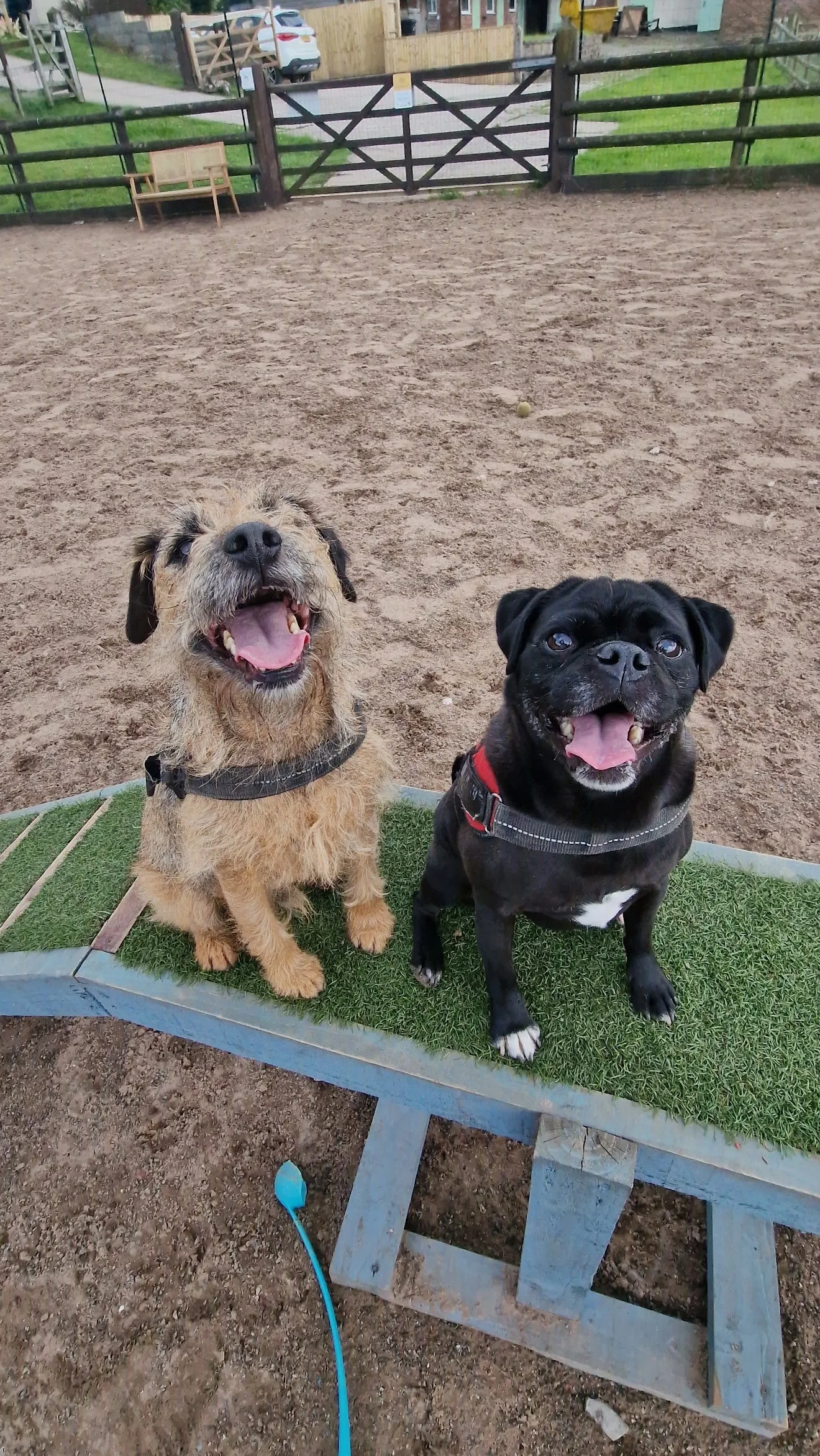 Rainy day dog park with shelter and firm ground for year-round use.