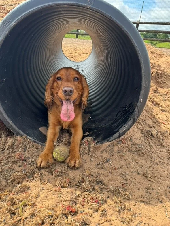 Dogs running free at the officially best dog field in Staffordshire, part of the competition for the UK’s number one dog park.