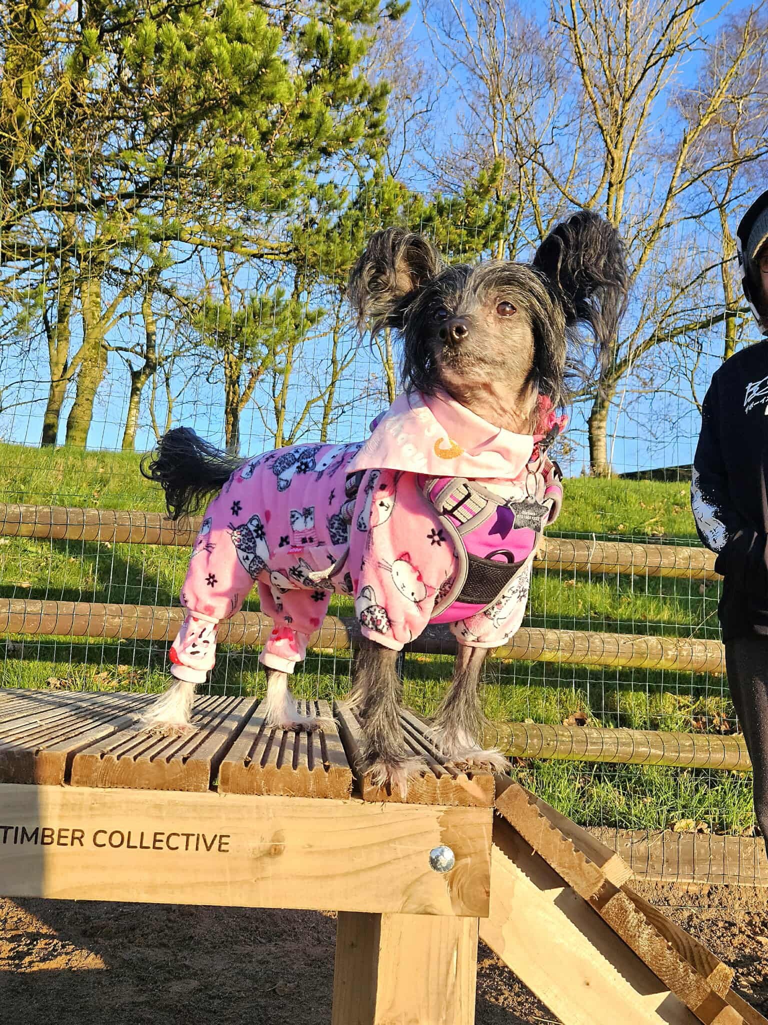 The Dog Play Park, crowned the best dog field in Staffordshire, with new tunnels and jumps for dogs to explore this season.