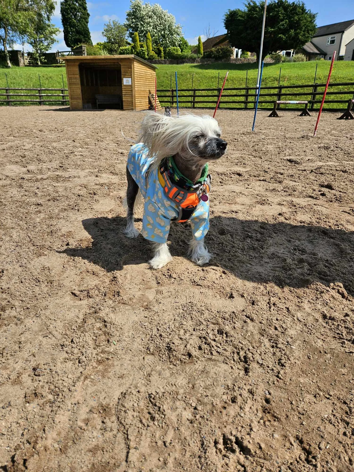 Book a private dog field with sun cover and space to play safely.