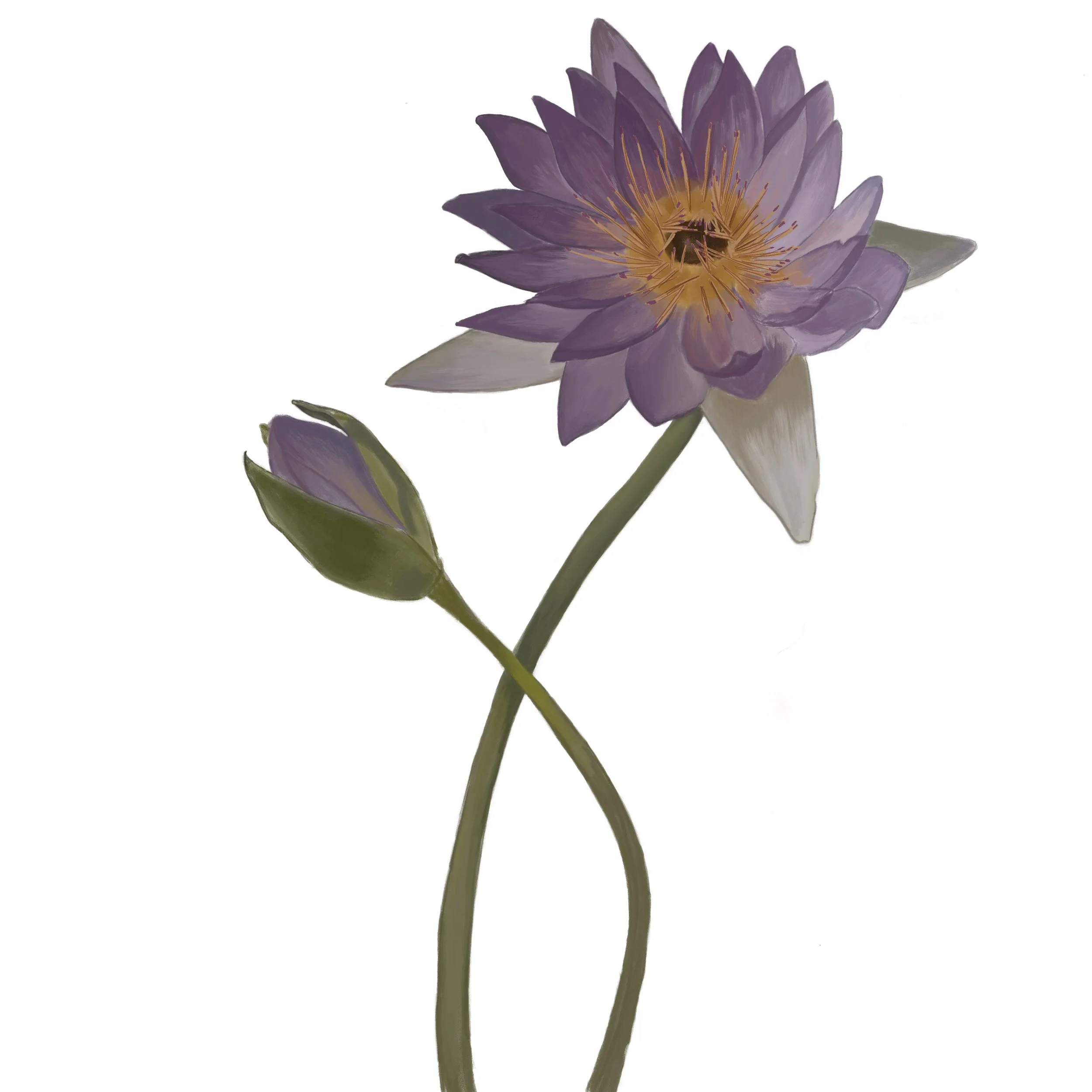 flower study