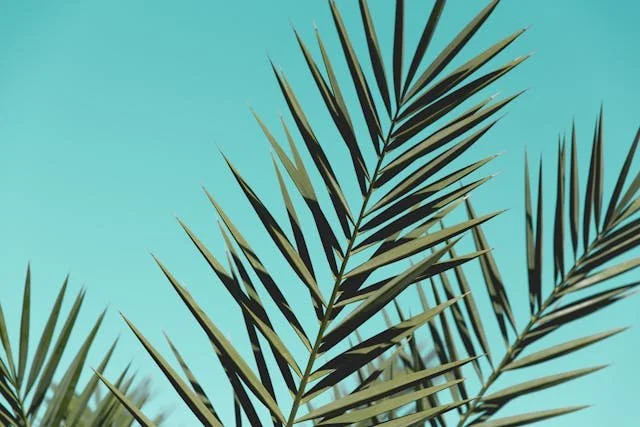 Close-up of palm leaves against a clear blue sky.