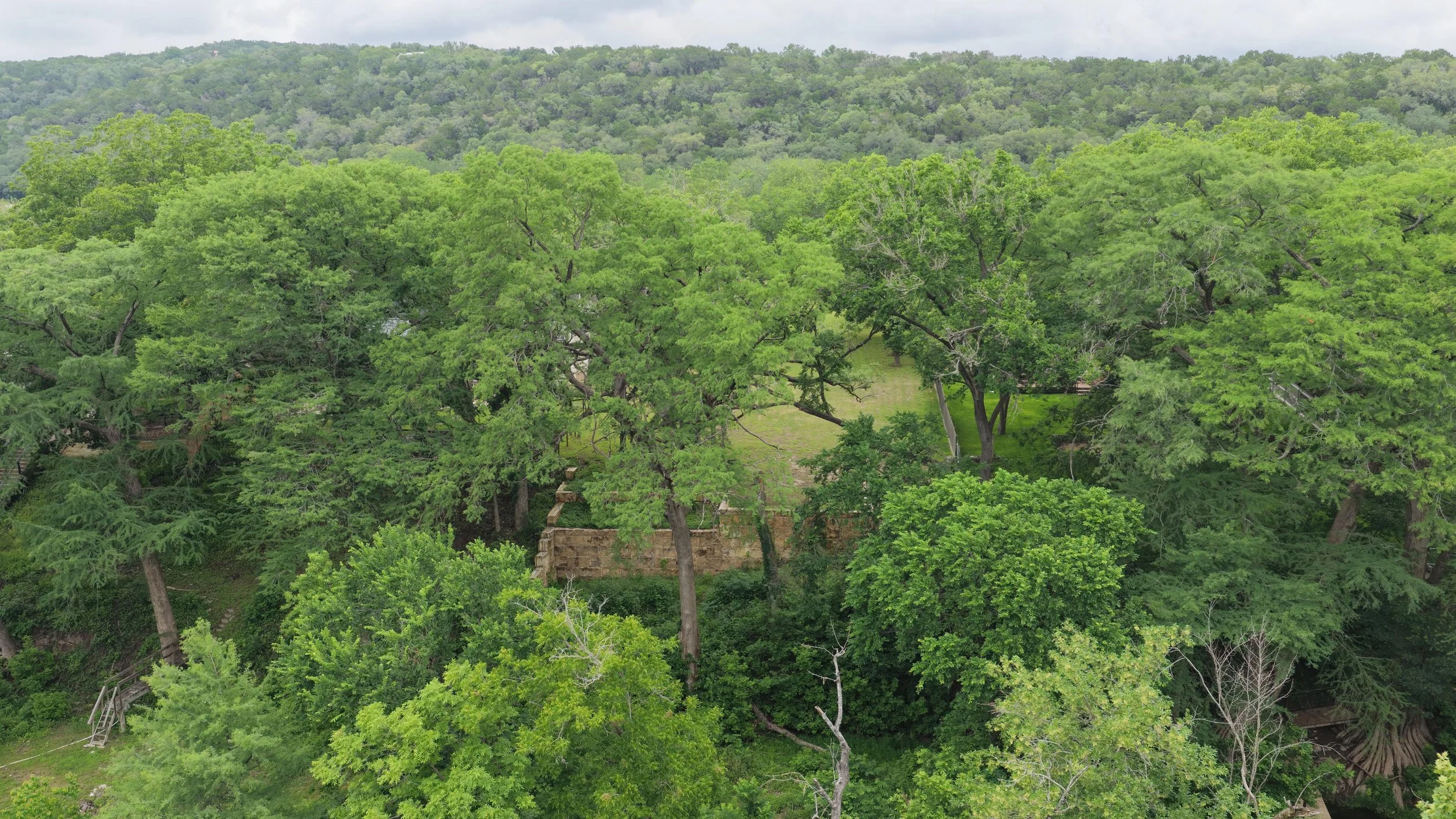 A dense forest with various green trees and a view of mountain hills in the background.