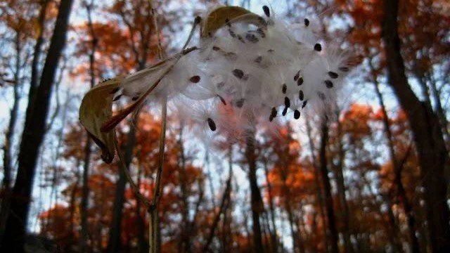 Rewilding Your Spirit: The Eco-Feminist Path to Authentic Living