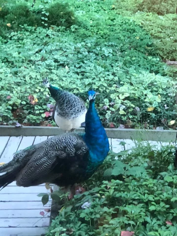 Nurturing Environmental Kinship: Reconnecting Humanity with the Living Earth