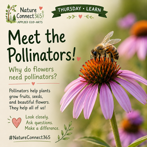 🐝Meet the Pollinators