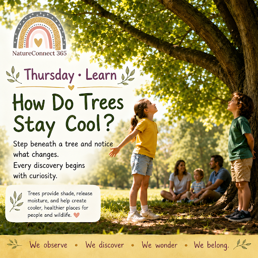 🌳How Do Trees Stay Cool?