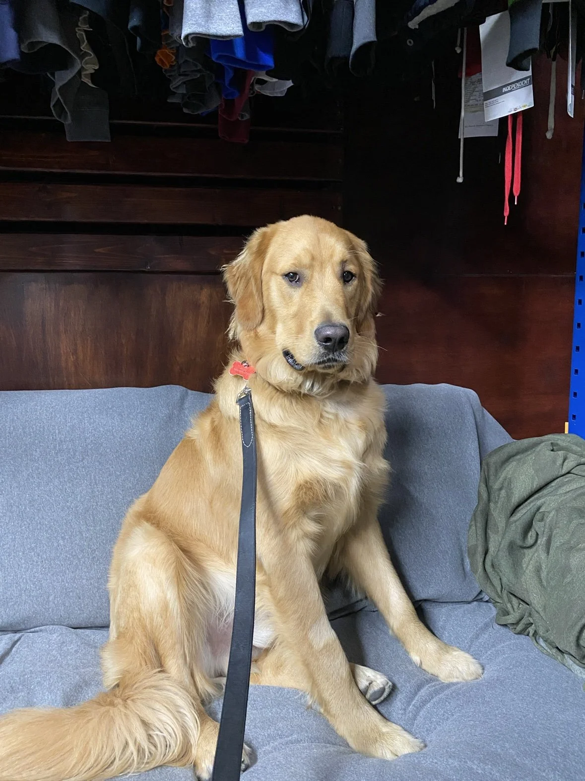 Huckleberry the golden retriever on the couch — the photo before his portrait