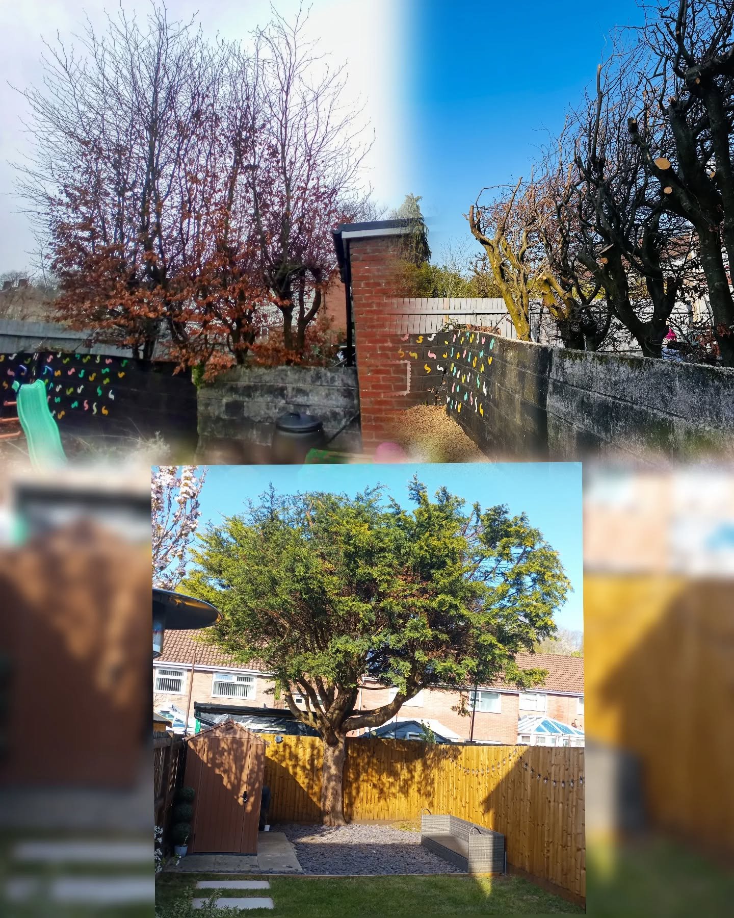 Today's jobs. Beech boundary line clearance/height reduction in Gabalfa followed by Monterey Cypress crown reduction in Caerau.
