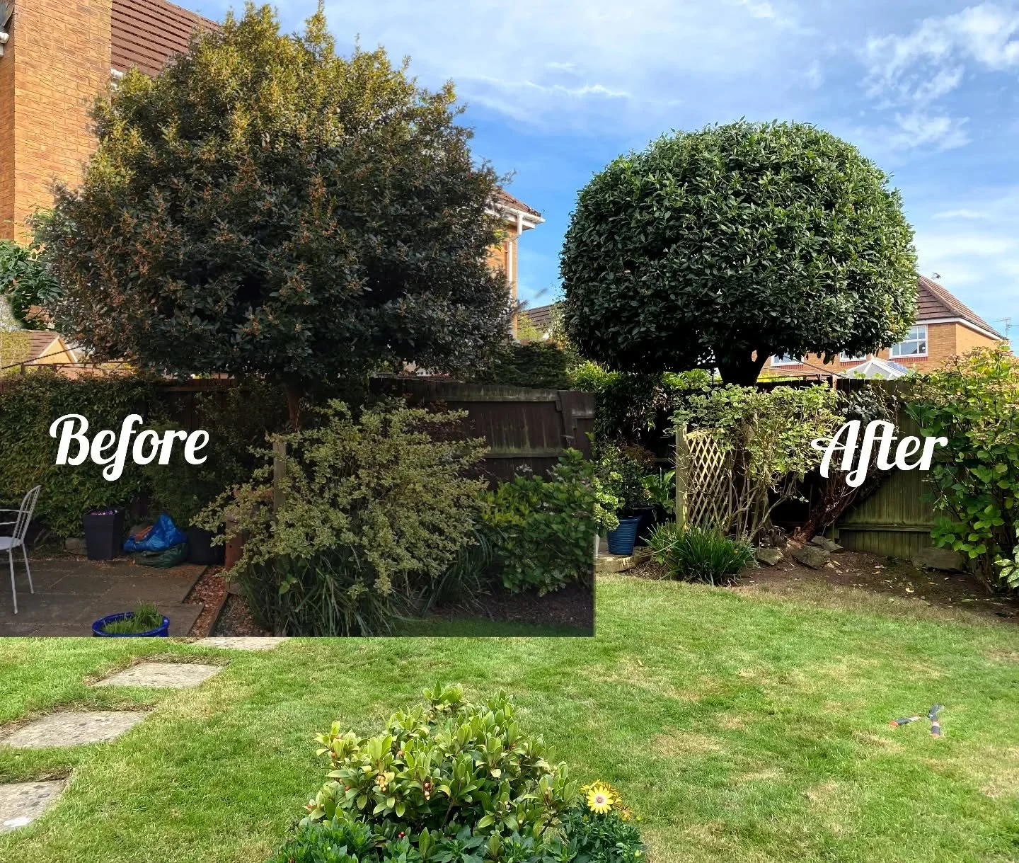 Bay prune for @hedgetrimmingcardiff_dlmtrees