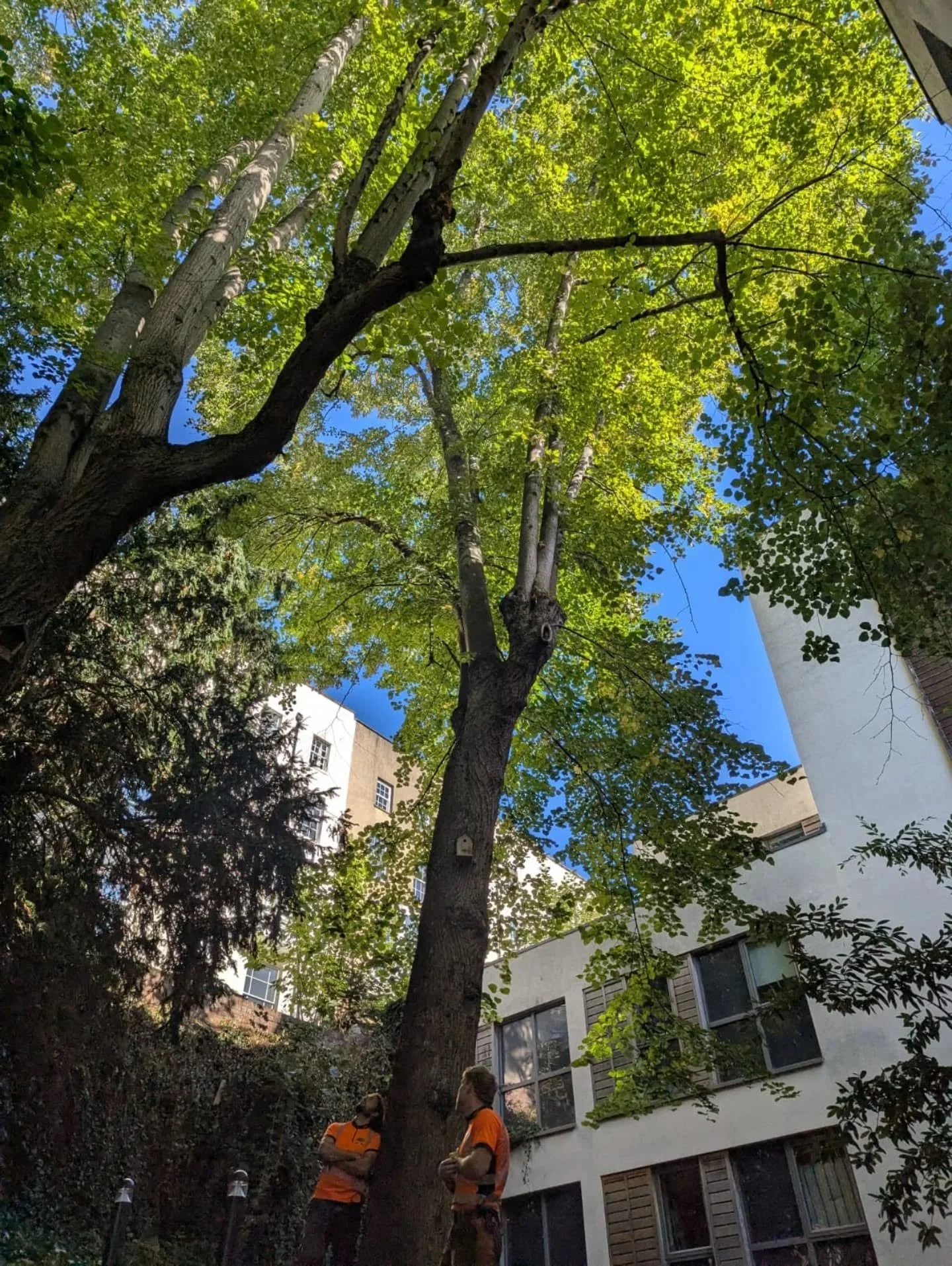 Some skyscrapers to pollard for @hedgetrimmingcardiff_dlmtrees in Bristol this week 🙄