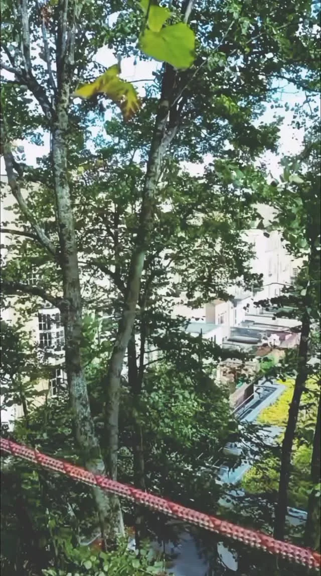 Climb high, cut small in this space.
For @hedgetrimmingcardiff_dlmtrees