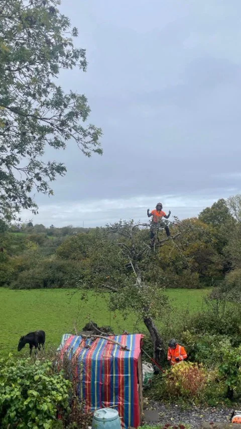 Pruning apple trees is quickly becoming one of my favourite jobs — such a rewarding species to work with.
Got to revisit a lovely customer today, this time representing DLM. Always satisfying to see how previous work has developed, and we even