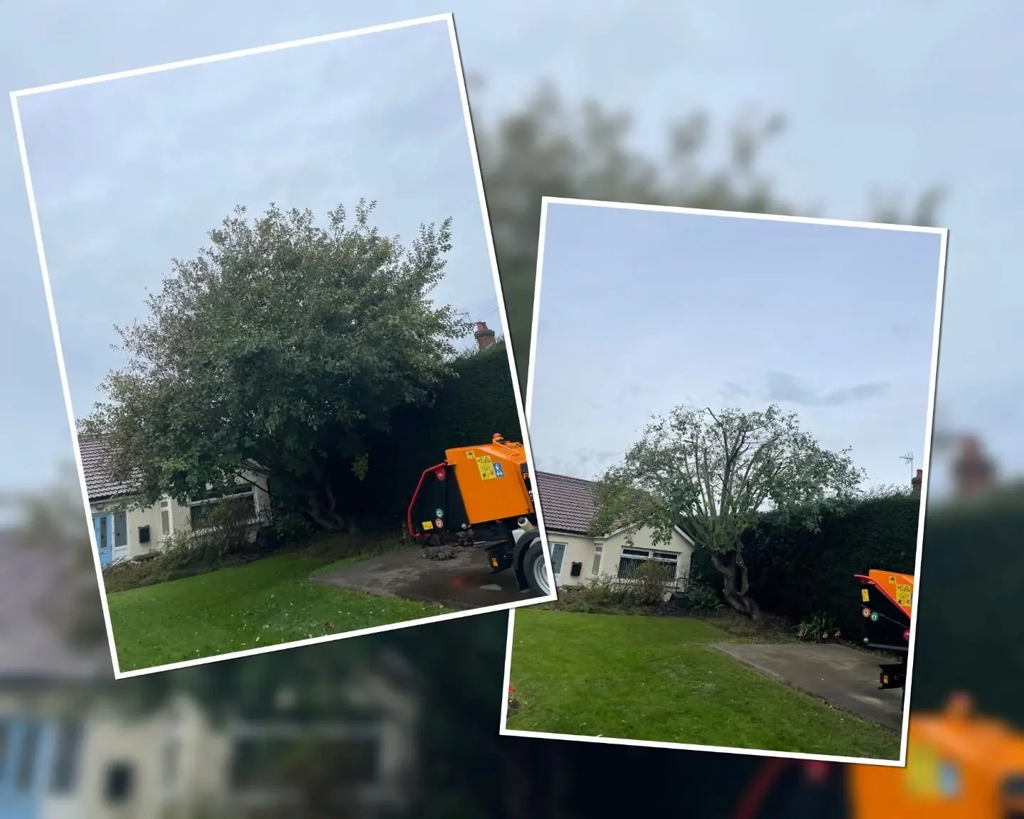 Before & afters from yesterday and today 🌳
With @hedgetrimmingcardiff_dlmtrees