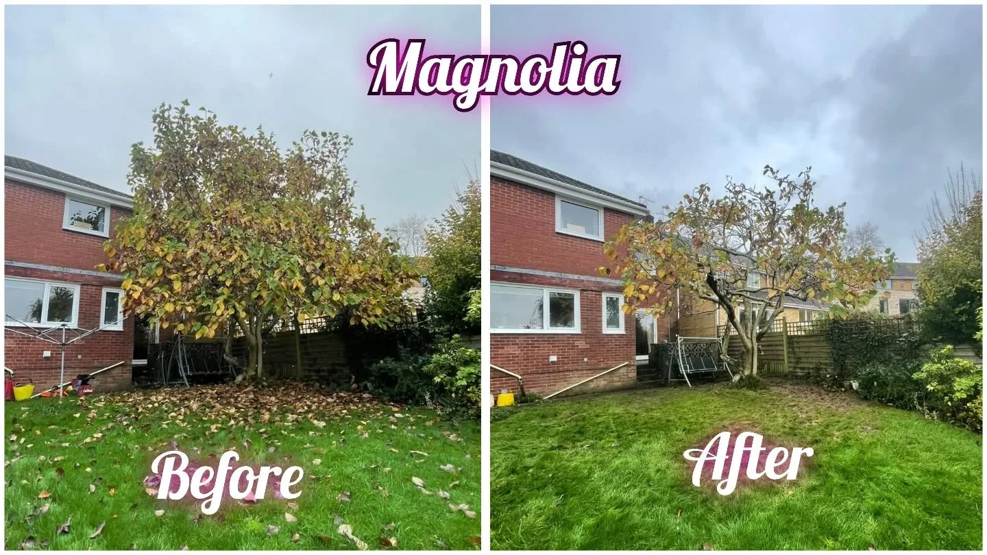 Magnolia prune for DLM last week. Crown thin and 25% volume reduction 🌳🪚🍃

@hedgetrimmingcardiff_dlmtrees