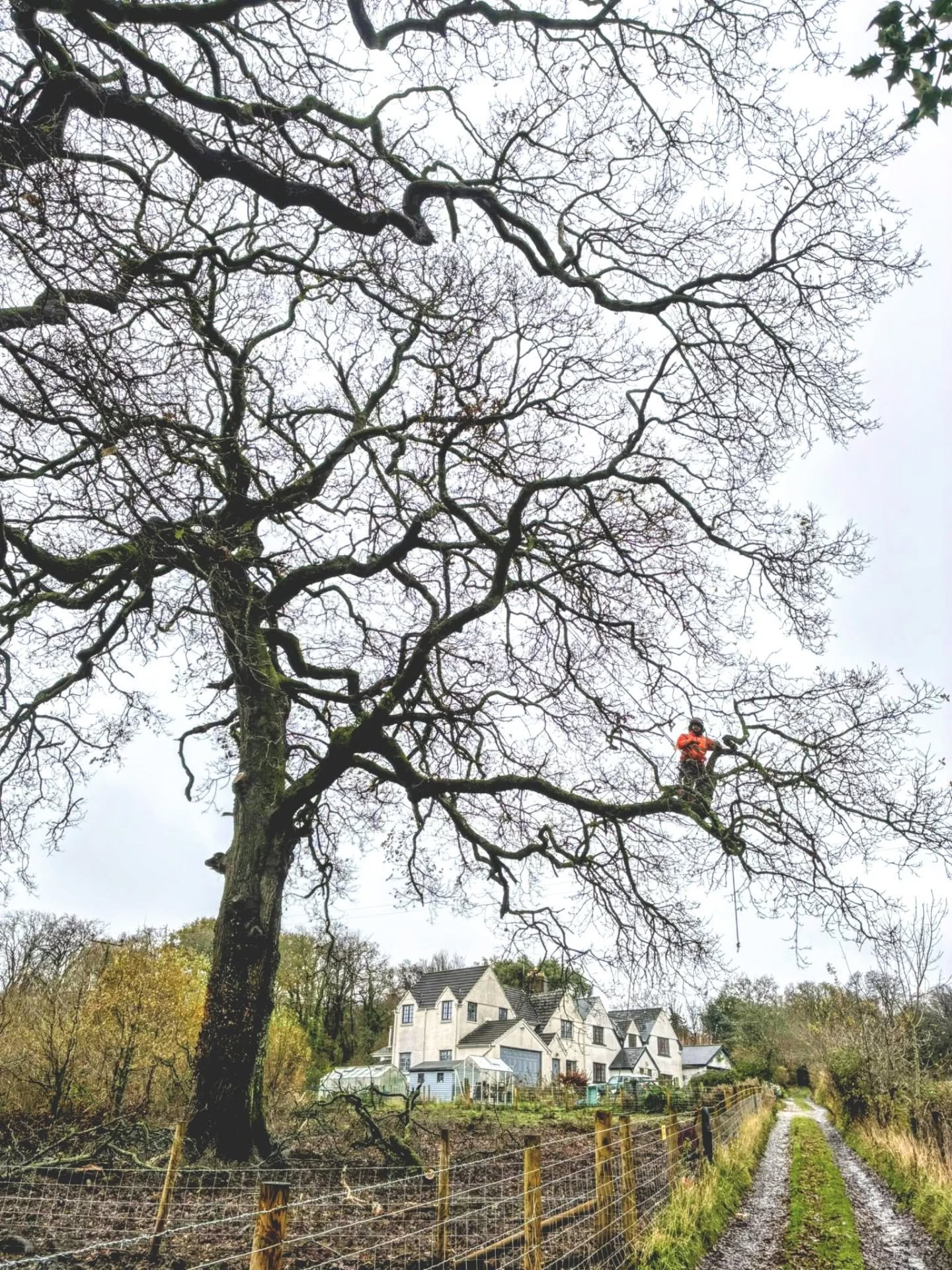 Hazard pruning some old oaks today at my mate's pig farm near Hensol