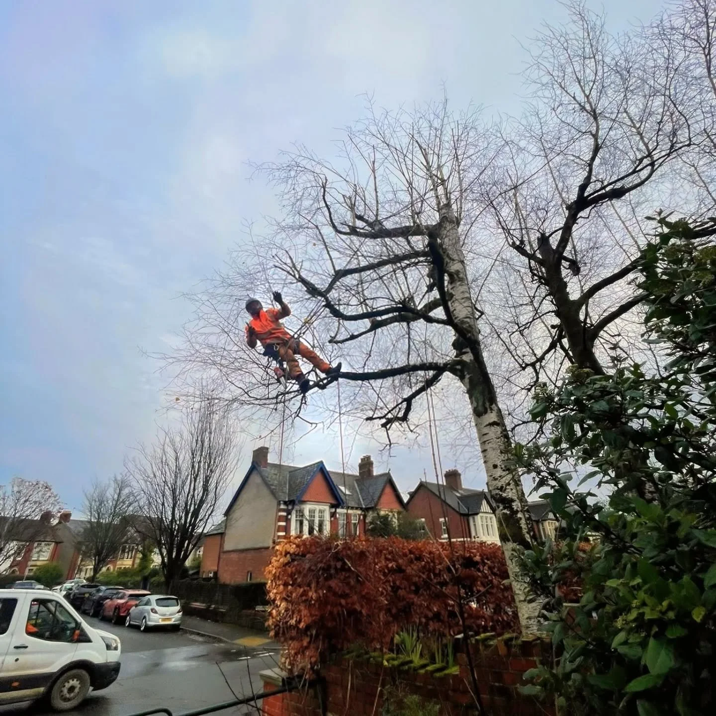 Making the best of a previously badly pruned (not by us) birch in Radyr today