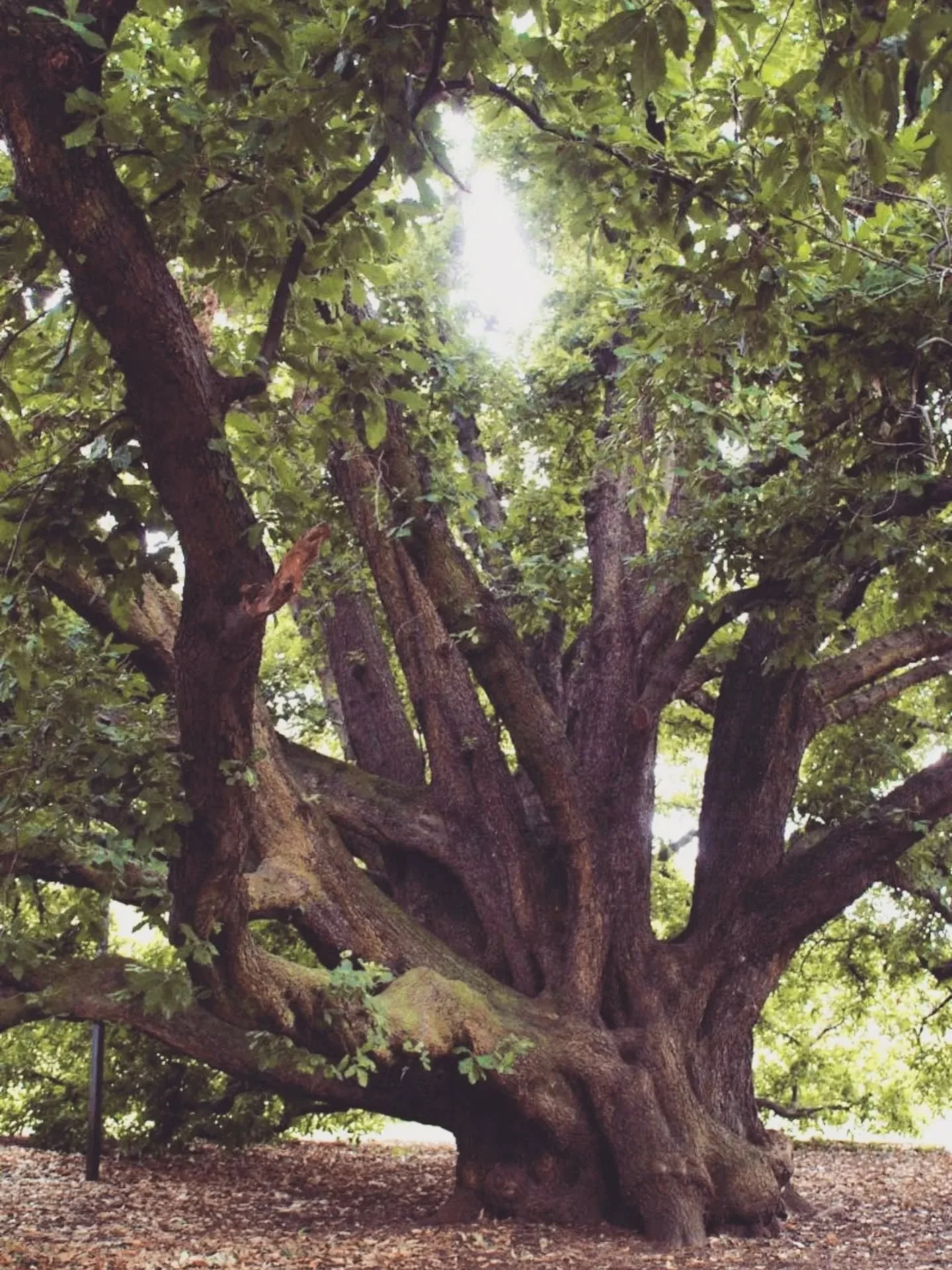 This morning in therapy we were doing EMDR &mdash; revisiting different ages, different moments &mdash; and my therapist offered an image that landed hard.

She said: you&rsquo;re like a tree, and the work is in the roots.

The idea isn&rsquo;t to st