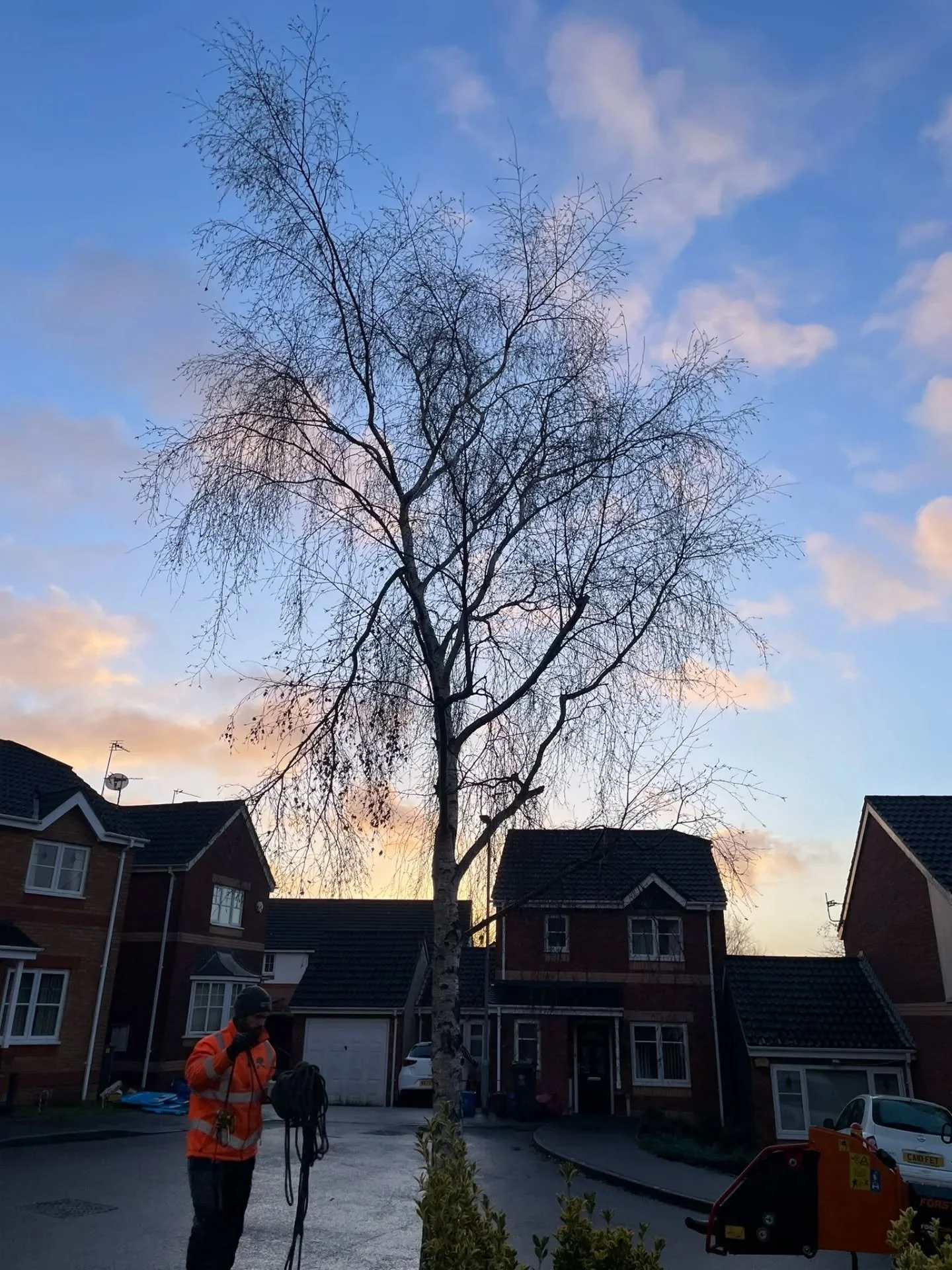 Lovely little birch prune for @hedgetrimmingcardiff_dlmtrees before 11's 🪚☺️🌳