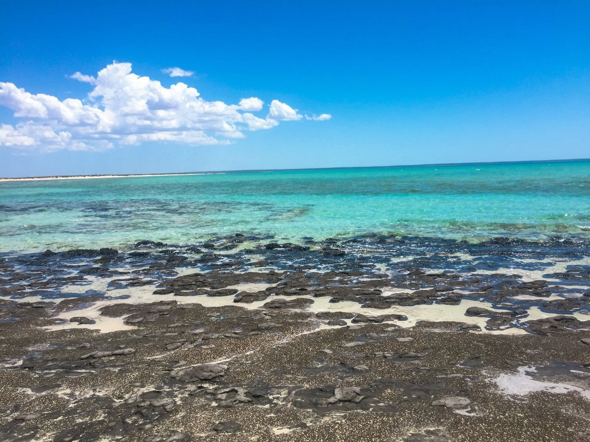 Stromatolites.jpeg