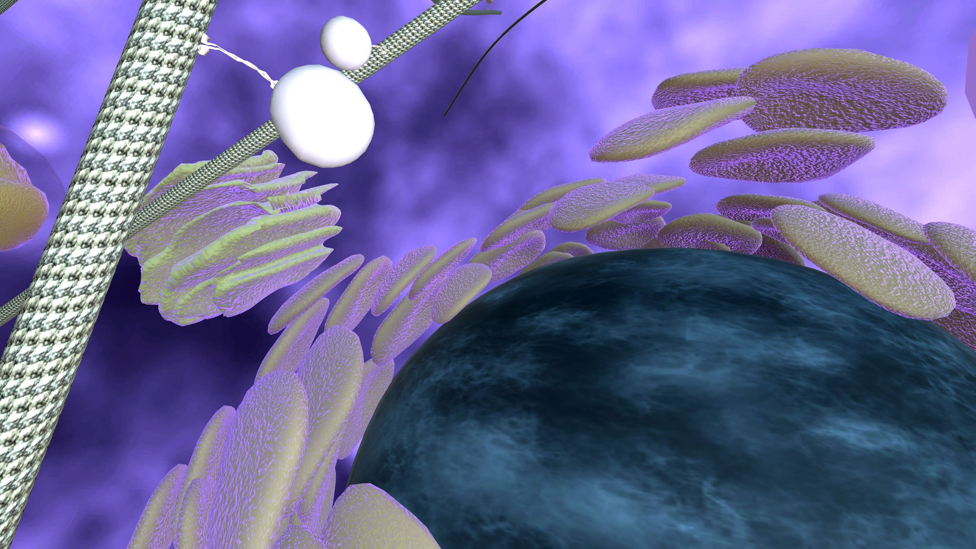 Kinesin and organelles in the stem cell in CRISPR & Sickle Cell