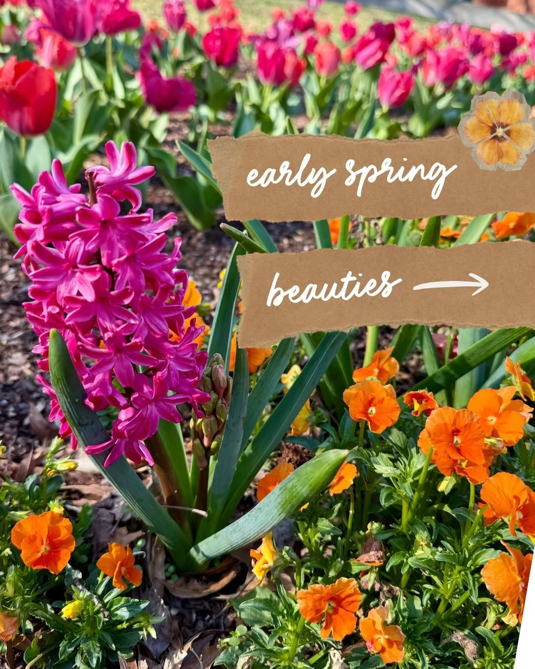 We love going to the zoo, and as much as I love seeing the animals 🐯🐻🐵&hellip;my favorite part might actually be the flowers 🌷🌸

When we took the kiddos on Friday it was sunny and 65&hellip; and today it&rsquo;s blustery with snowflakes flying t