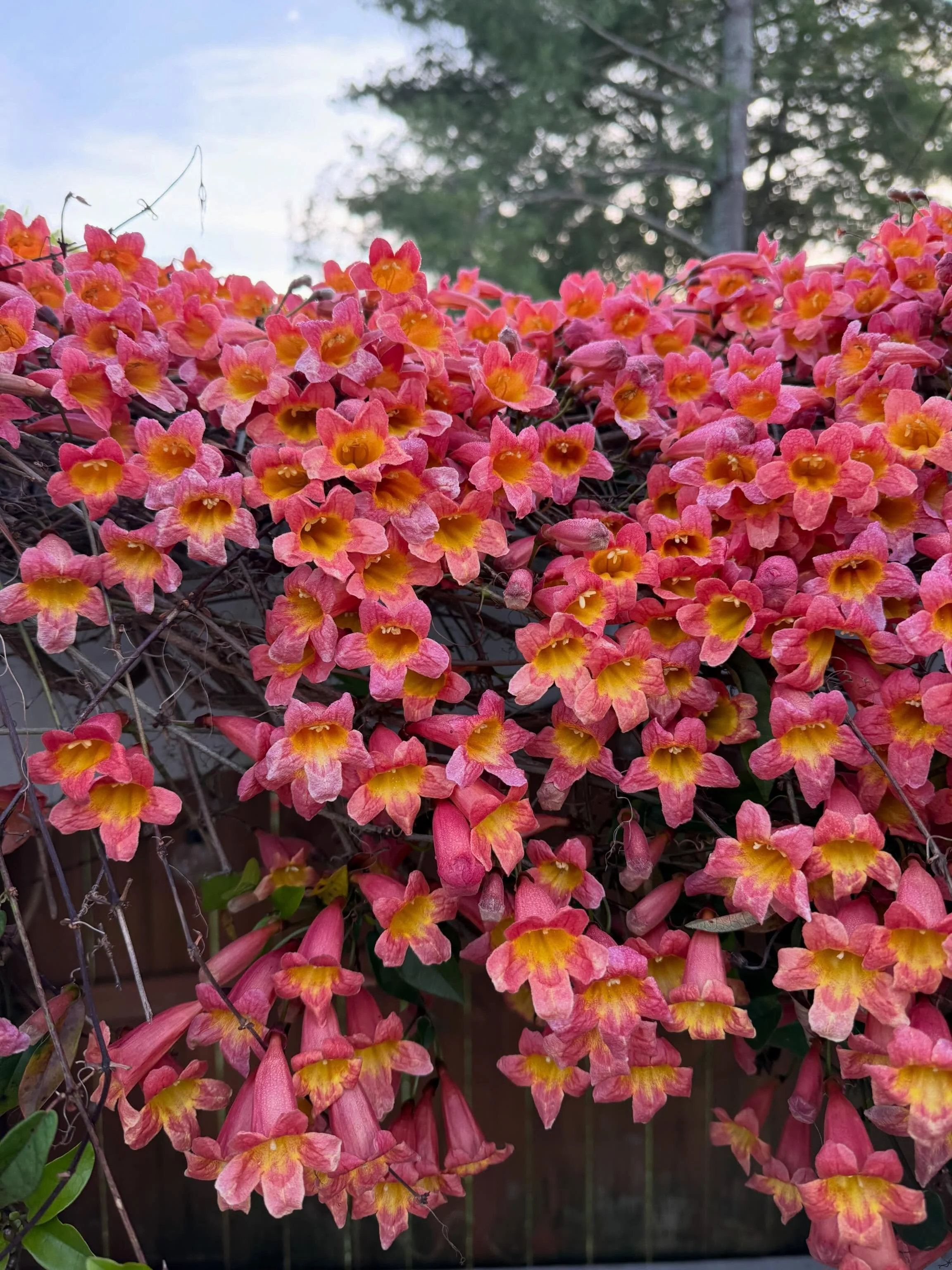 Over the last few years I&rsquo;ve trained this trumpet vine to cover the pergola in our backyard! These beauties bloom all summer, but it&rsquo;s only around this time of year when there&rsquo;s a super bloom 😍😍😍 it&rsquo;s so magical!!! ✨🧚&zwj;