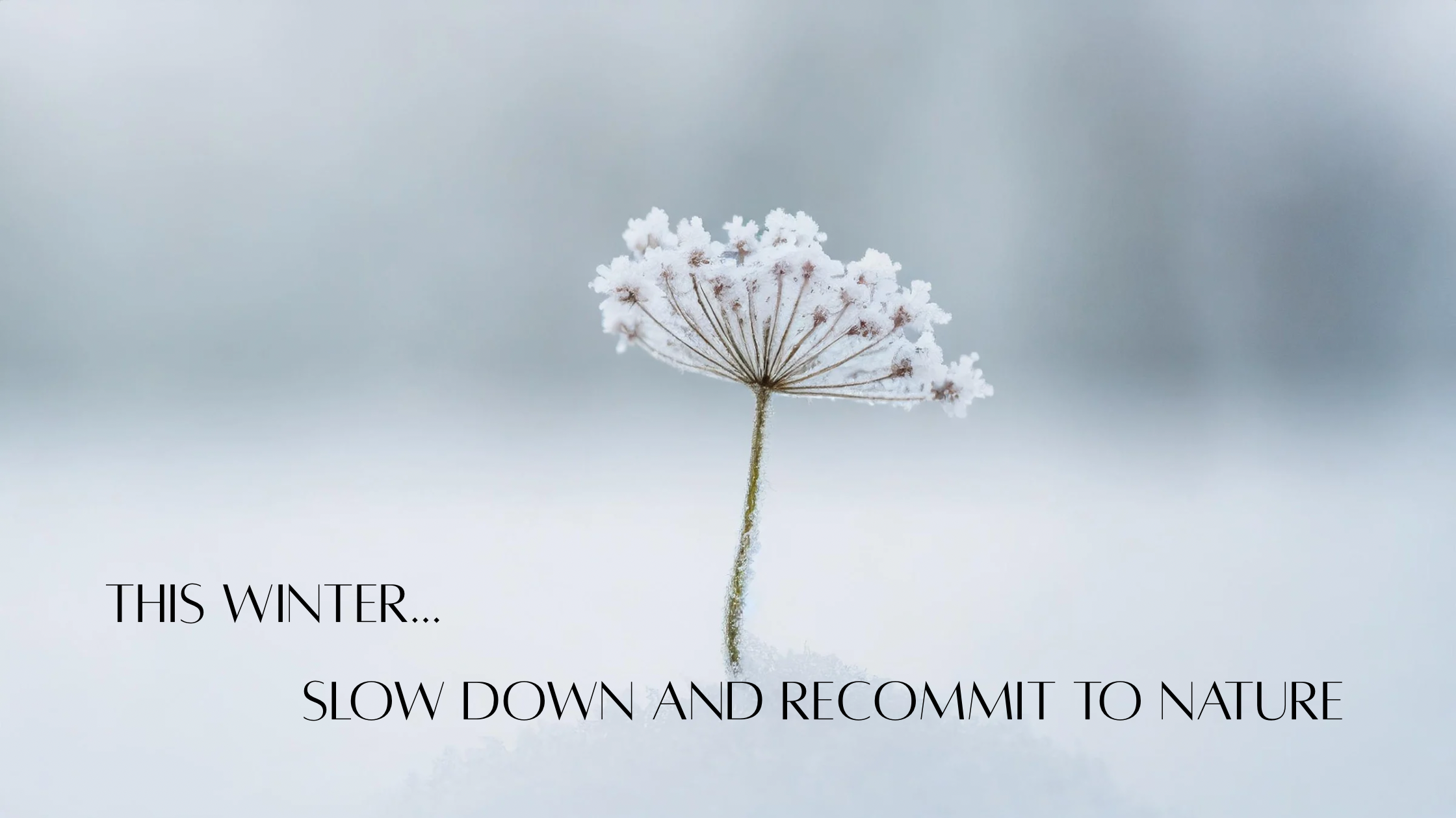 Journal 5 - Winter Renewal