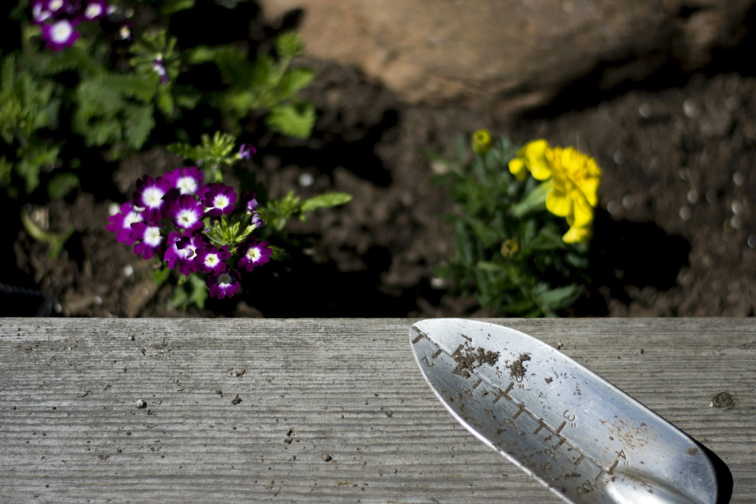 Summer Planting & Bench Painting