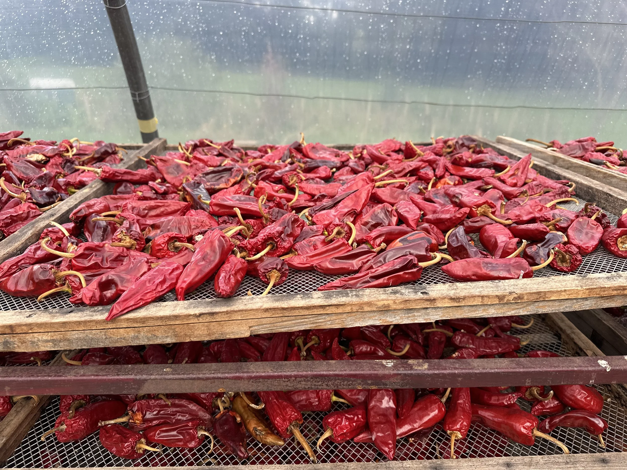 Red chili peppers drying on a wooden rack in a greenhouse.