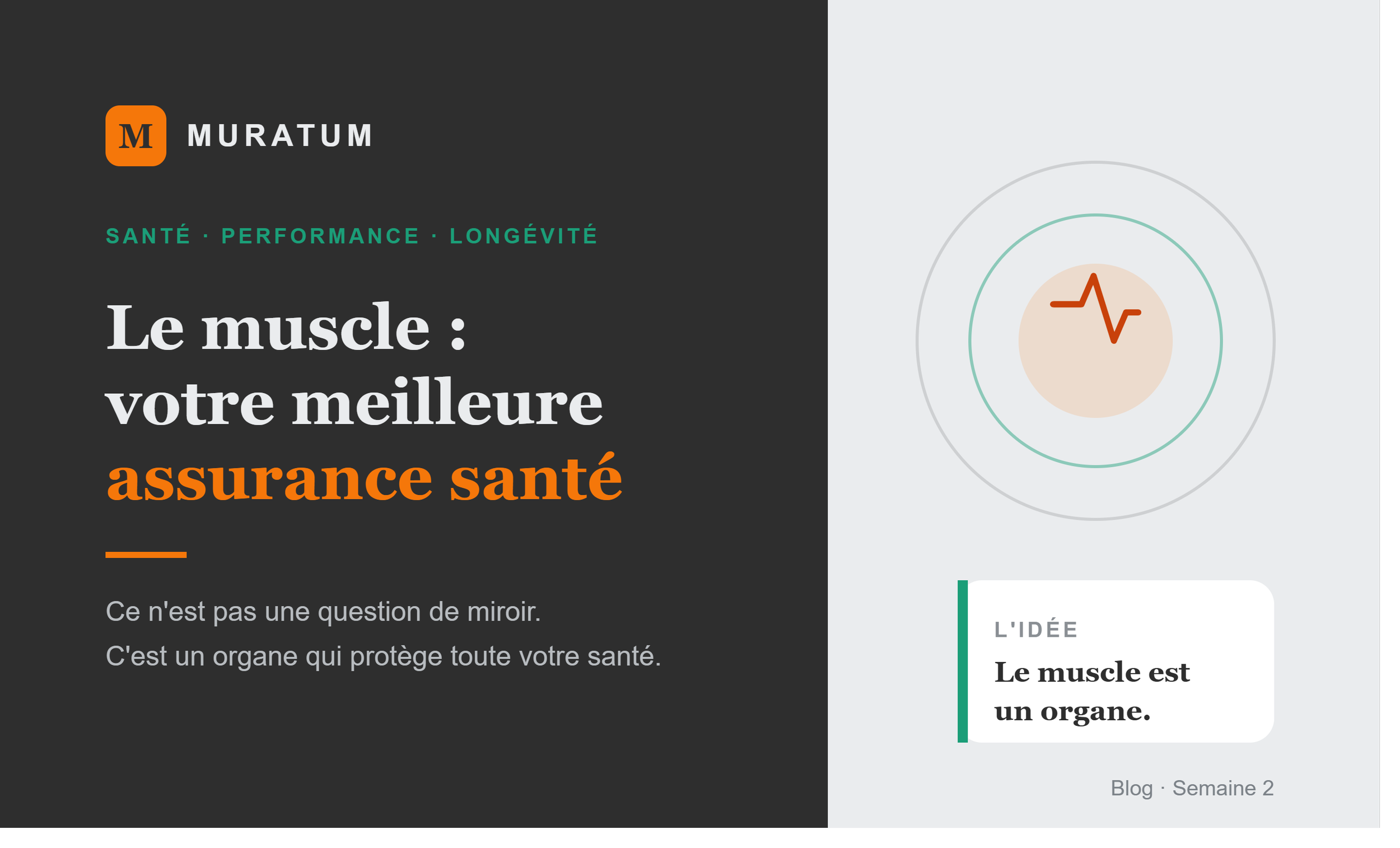 Le muscle : votre meilleure assurance santé