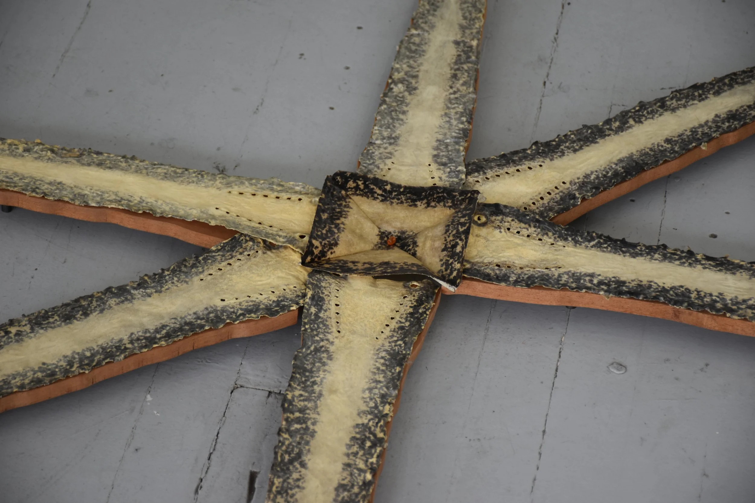 'mermaid III' -- 2026 -- sea lamprey leather, mahogany, steel, preserved salmon roe -- 49” x 40” x 1”