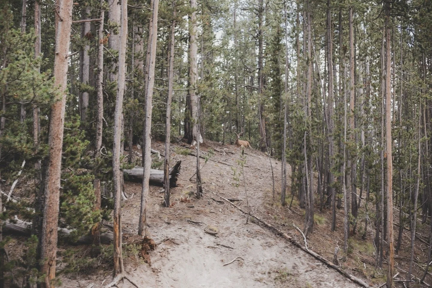 Photo taken out our truck window as we were driving by. 😅 (You definitely have to keep your eyes open in Yellowstone 👀)

Yellowstone // Wyoming 

Canon 6D mark II 50mm f1.8

#yellowstonenationalpark #yellowstonephotography #midwestphotographer #nat