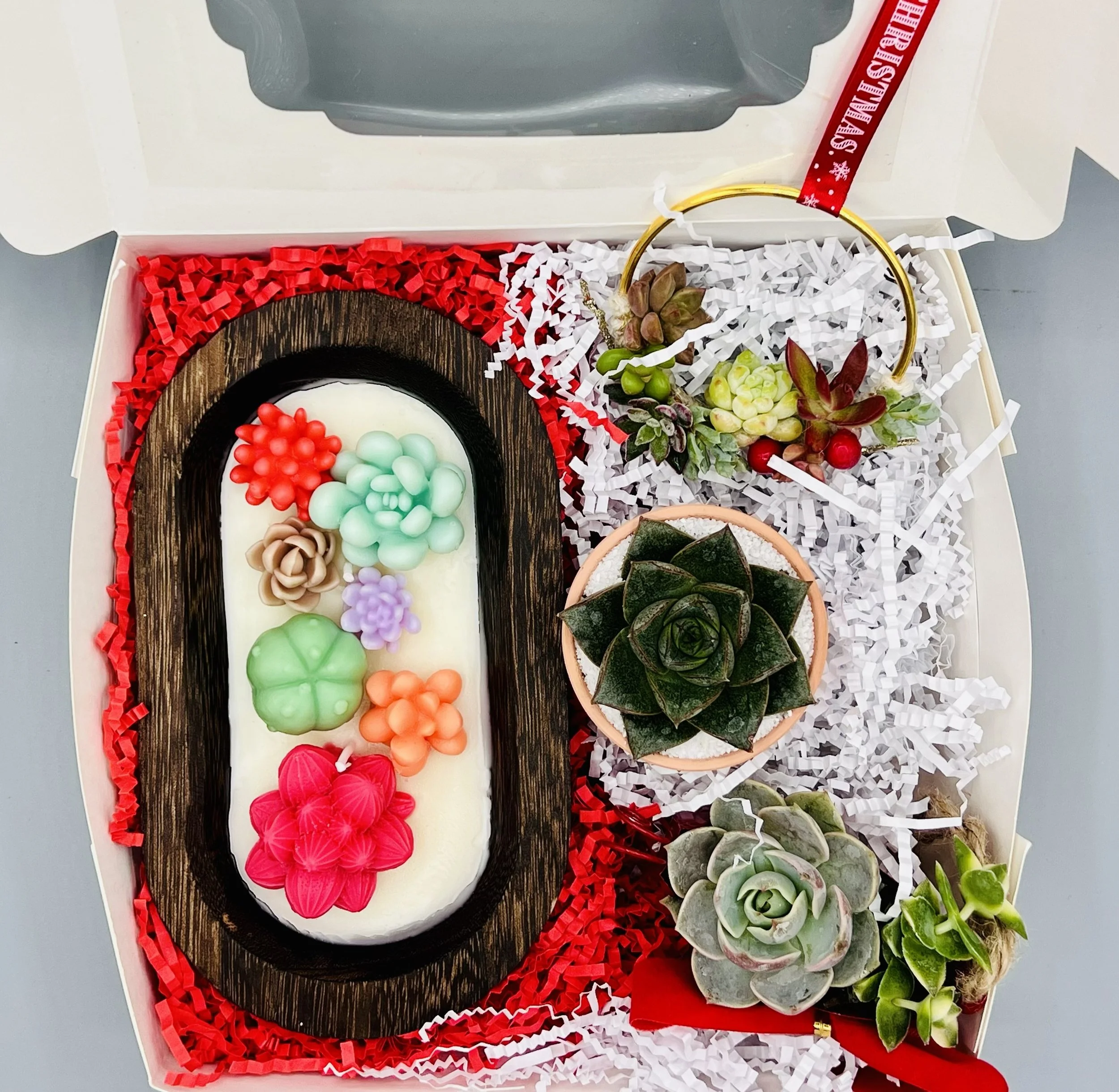 Succulent Gift Set B