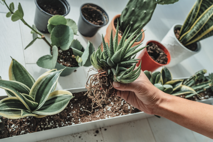 Join a workshop for guided succulent potting sessions
