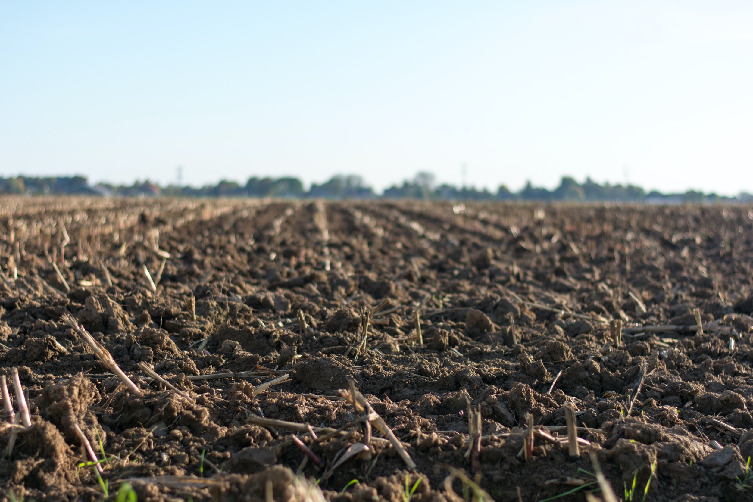 Soil - Copy.jpg
