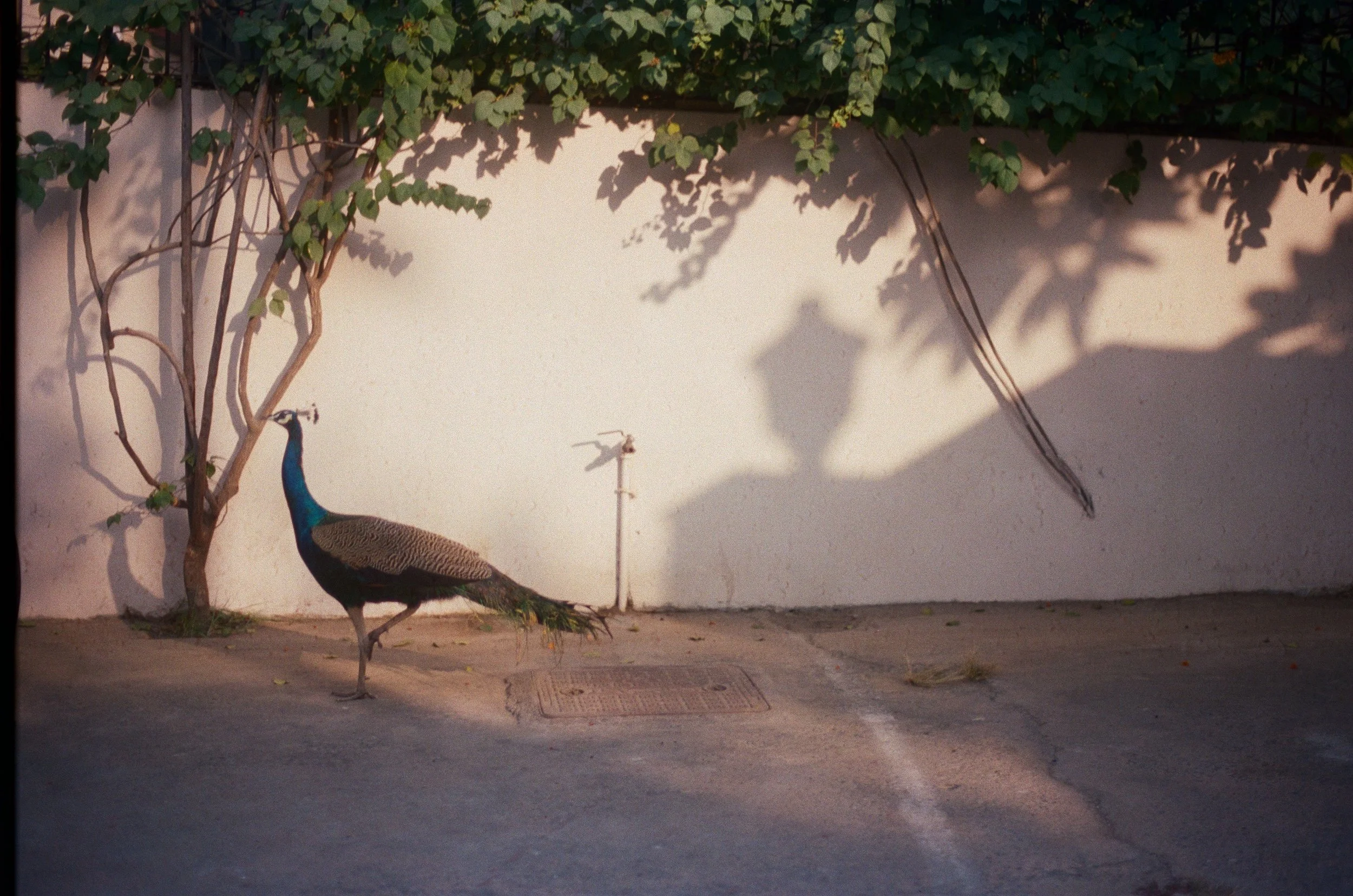 250127000023480027 copy.jpeg