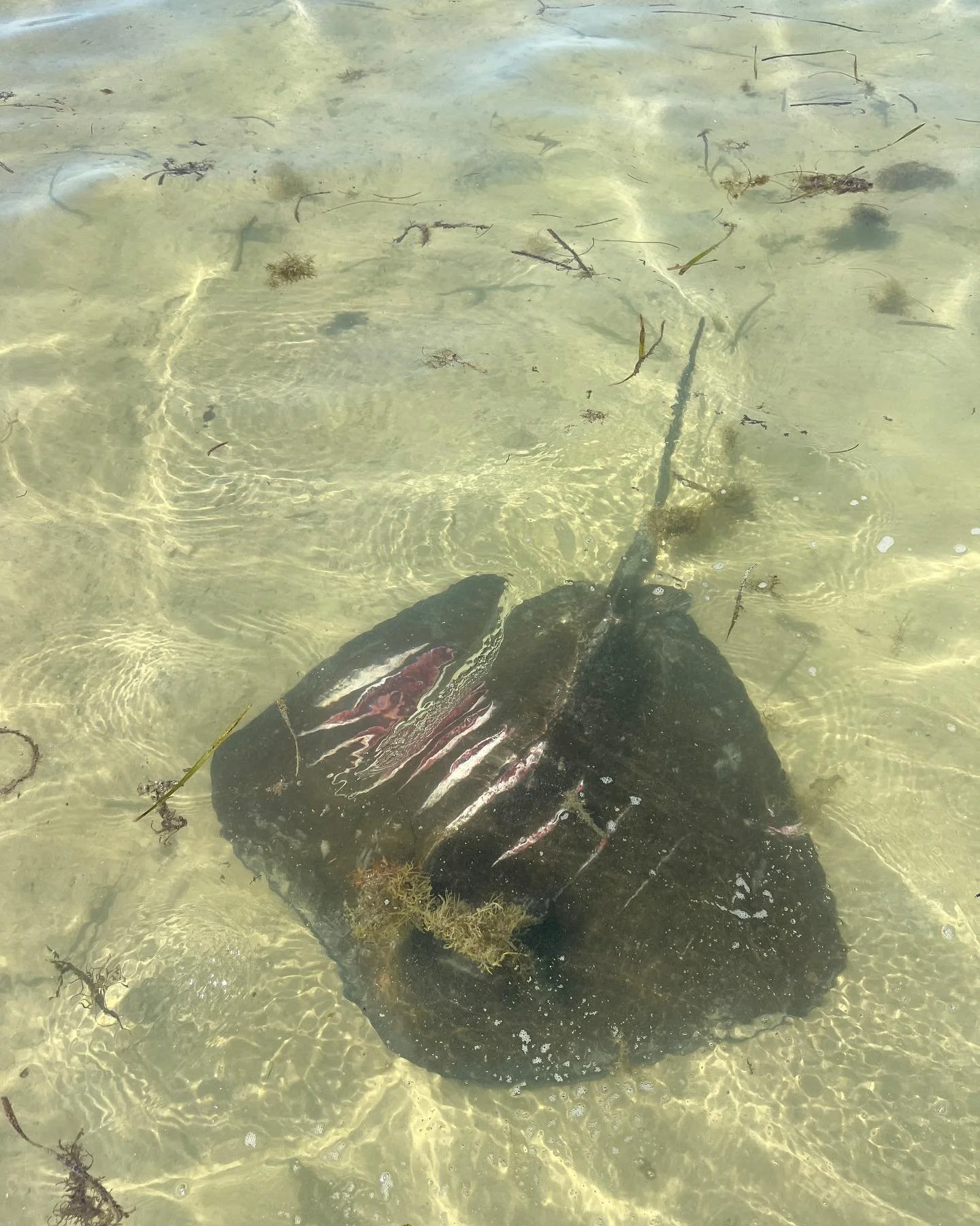 I can finally feel myself falling back into the rhythm with my communion with the natural world that has eluded me over the past two years since Hurricane Ian. As I came across this southern stingray on the flats I noticed that it was lethargic and i