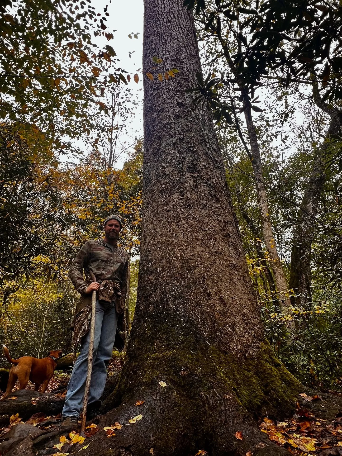 Surrounded by 400 + year old tulip poplars in the largest contiguous virgin forest in the eastern U.S. that were spared from the saw many years ago