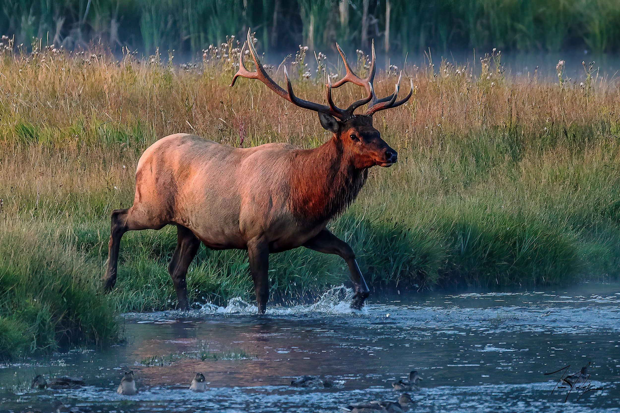 elk1-Edit-1.jpg