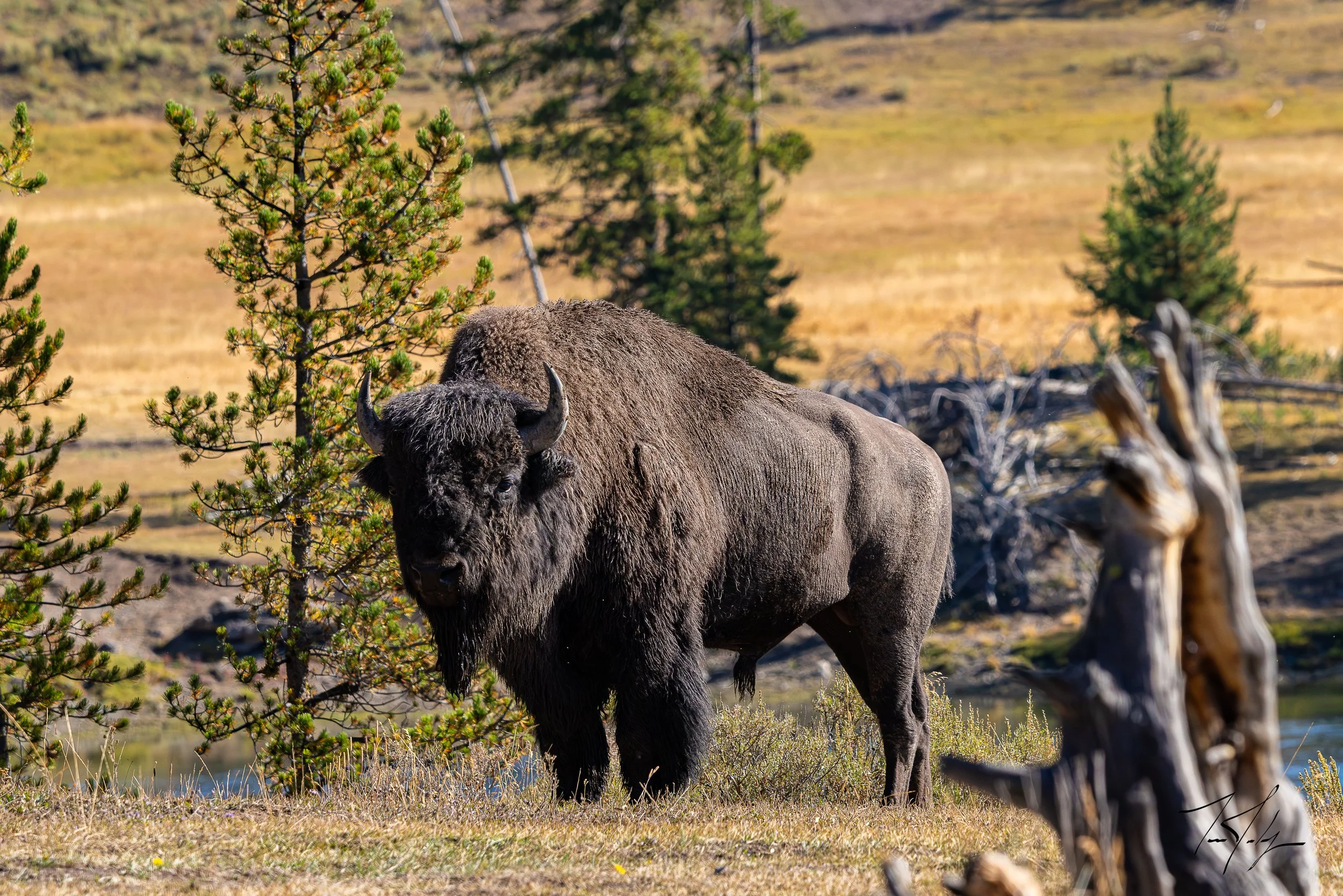 _T0A9841-1-PRINT SIG BLACK-2.jpg