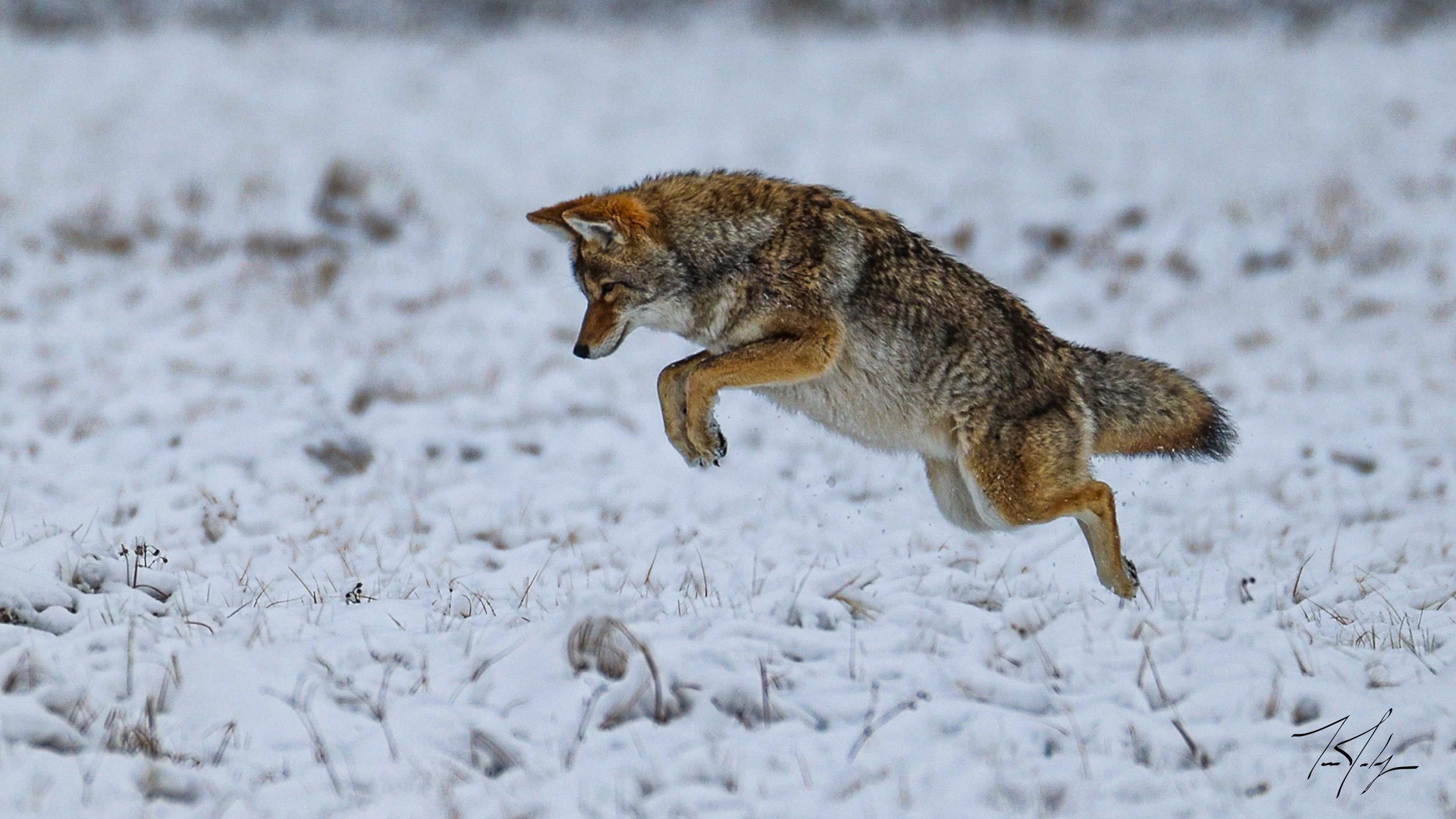 SHORT INTRO - coyote-1.jpg