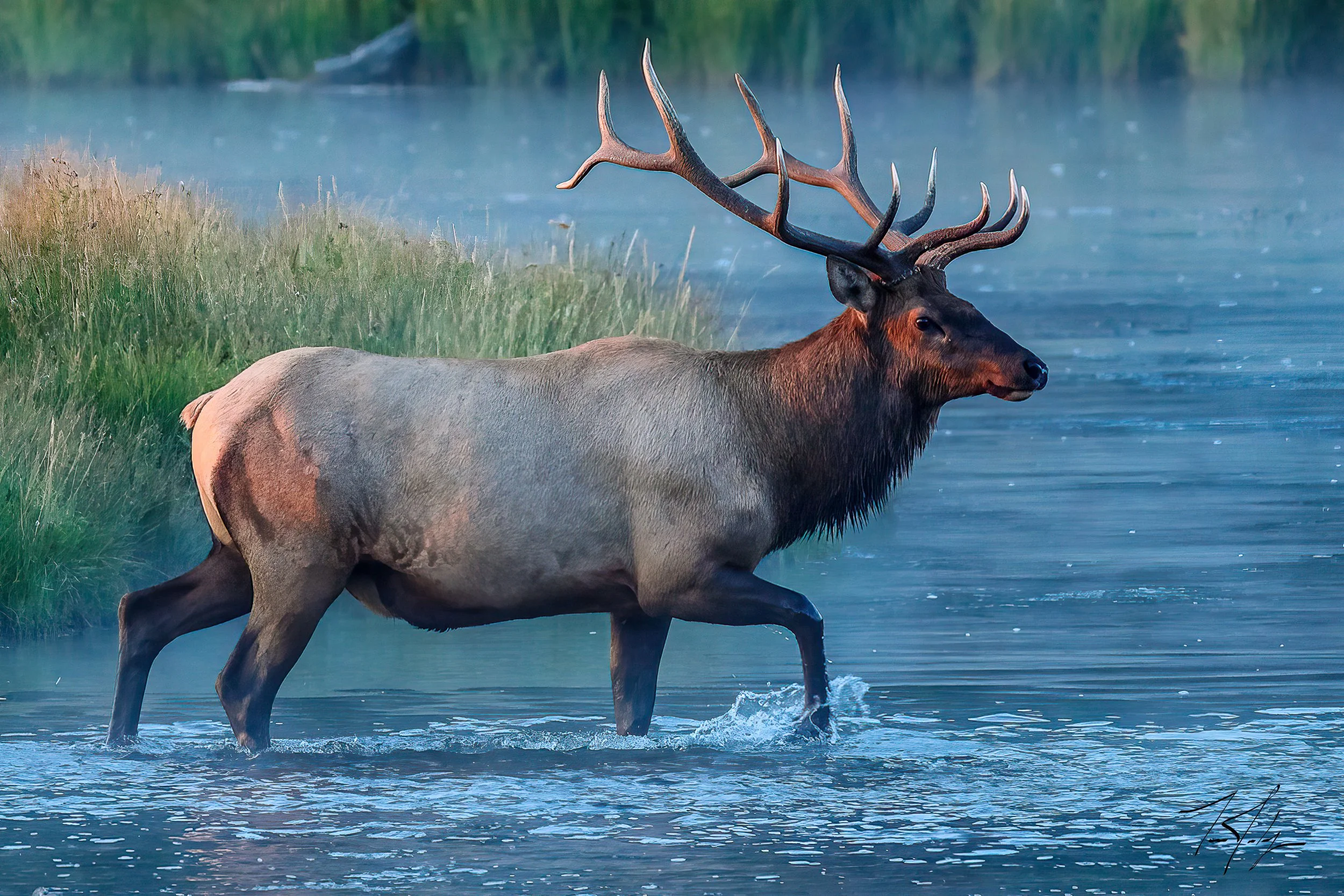 elk2-Edit-1.jpg
