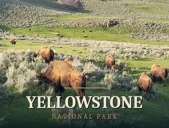 yellowstone_330x250.jpg