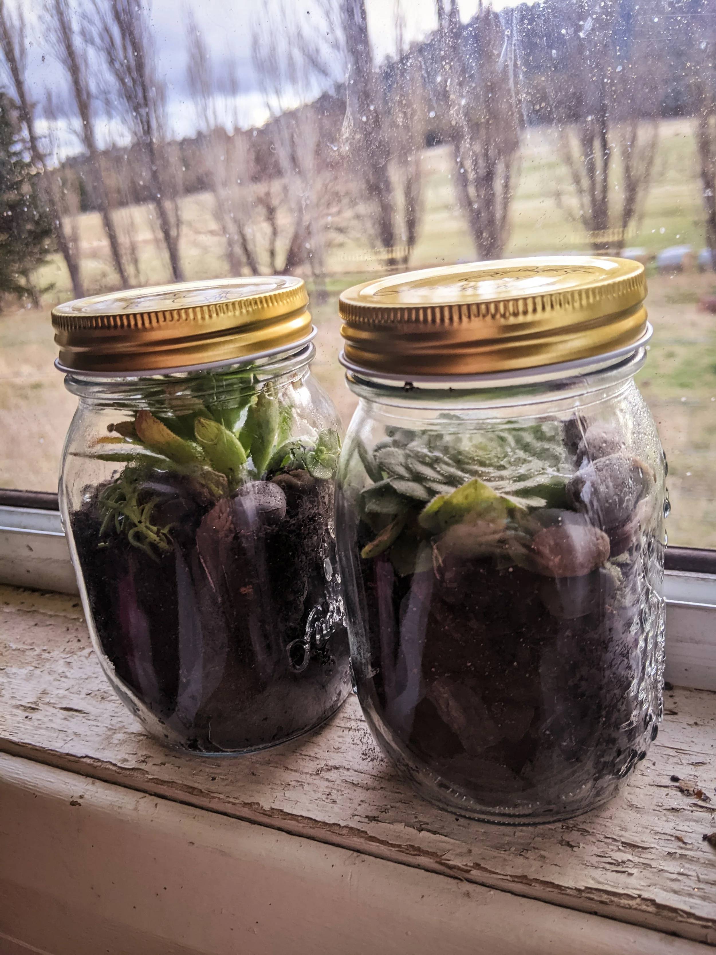 Mini Terrariums