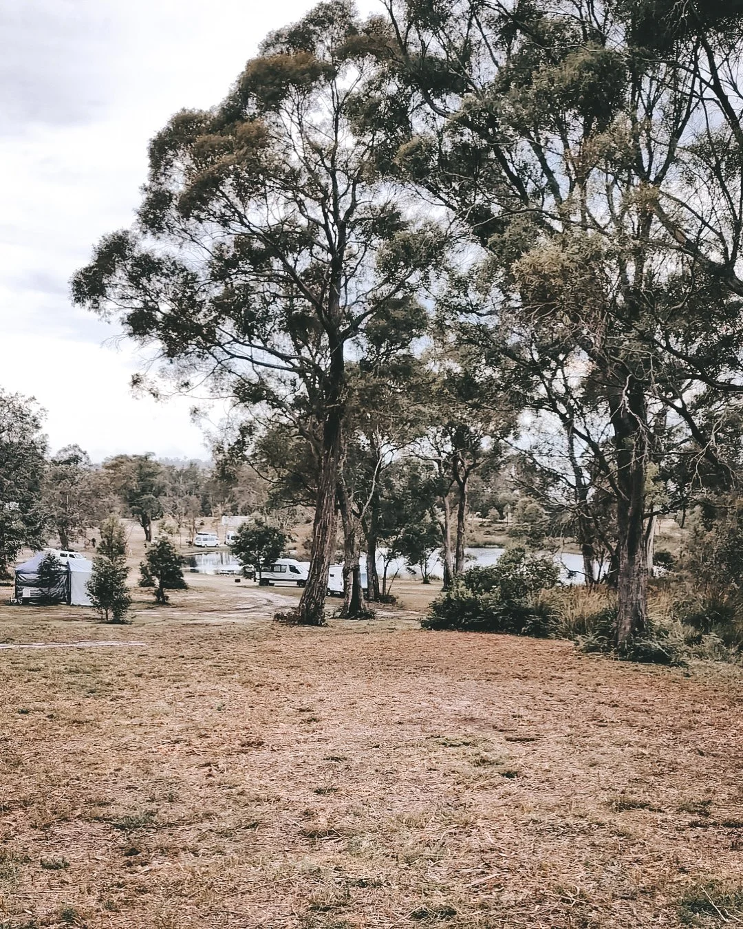 A landscape of a campsite with several trees, tents, and RVs near a body of water, on an overcast day.