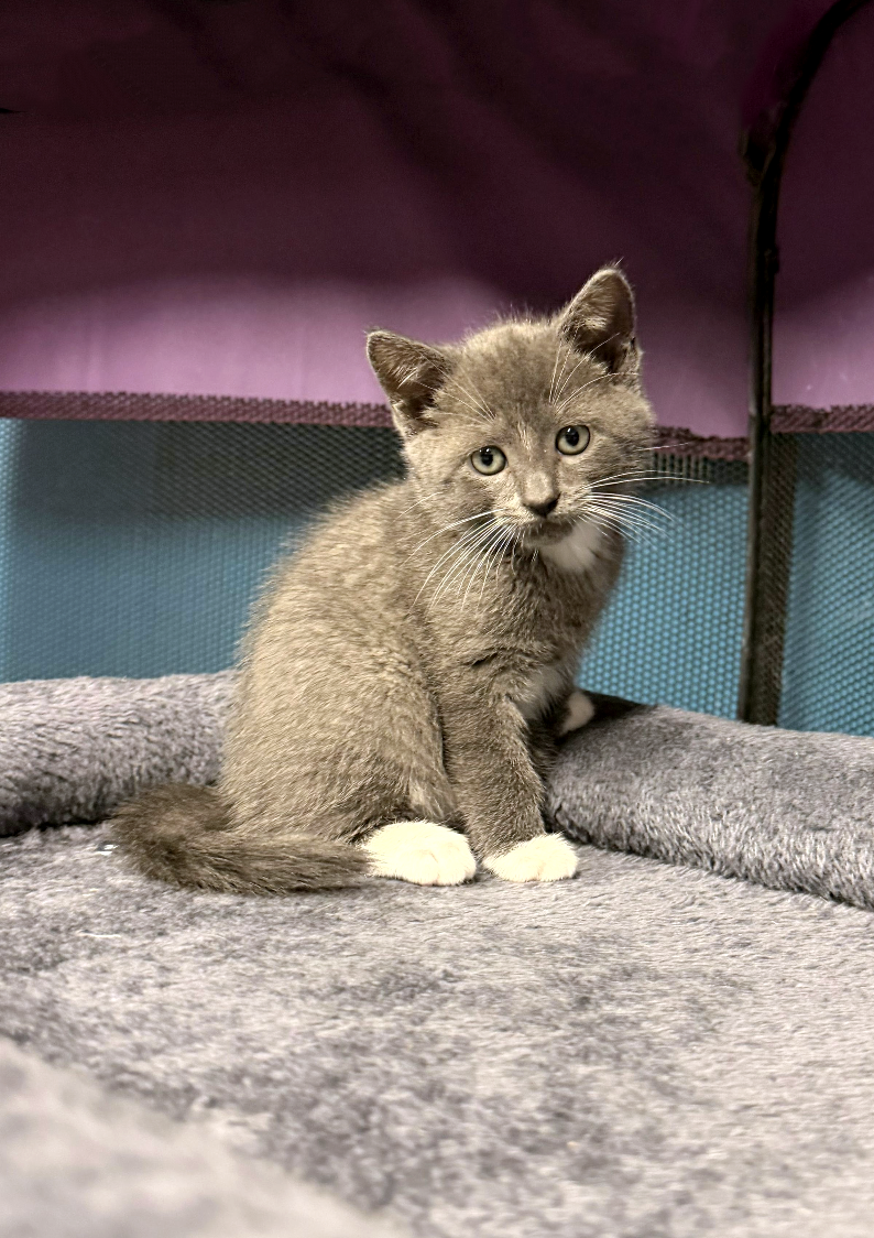 Catty's Kitten #3